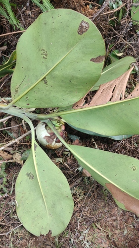 Clusia grandiflora, photograph 3