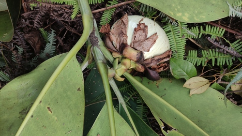 Clusia grandiflora