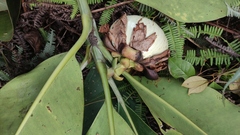 Clusia grandiflora