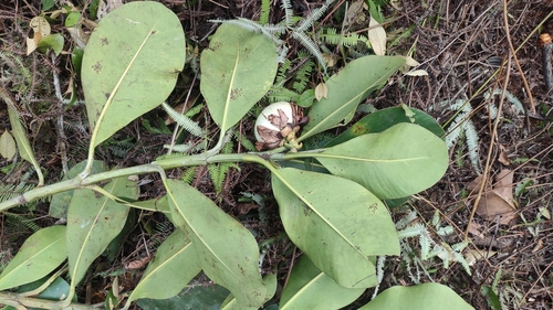 Clusia grandiflora, photograph 1