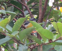 Coereba flaveola caucae
