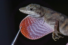 Anolis antonii