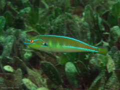 Halophila