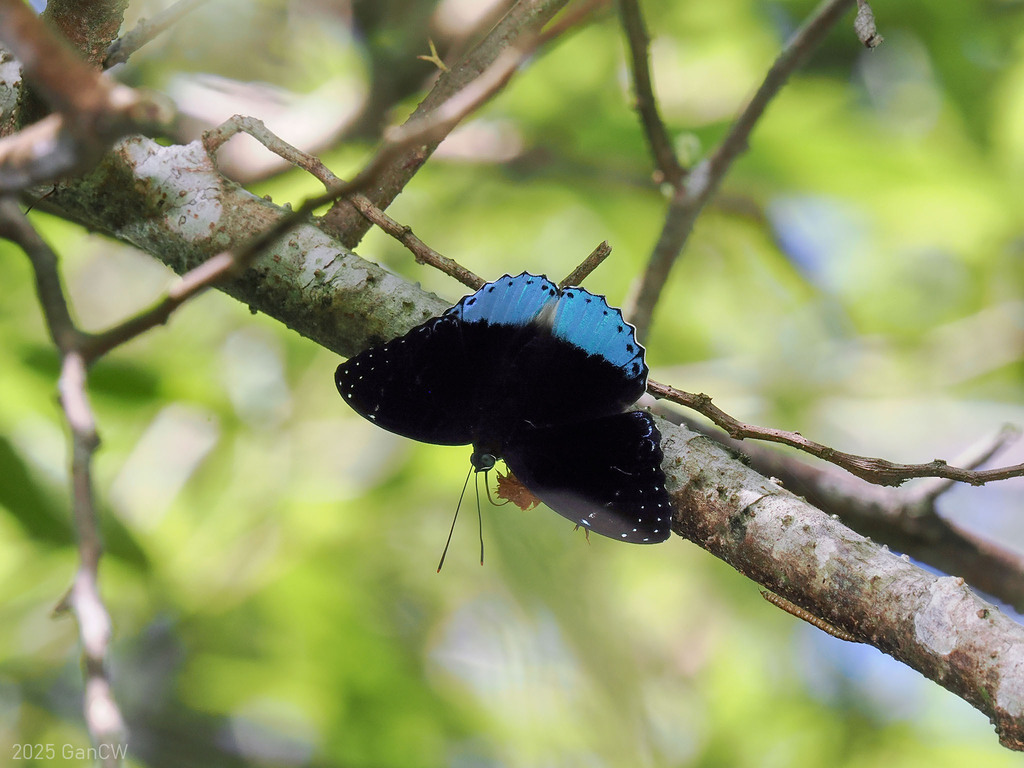 Sumatran Popinjay