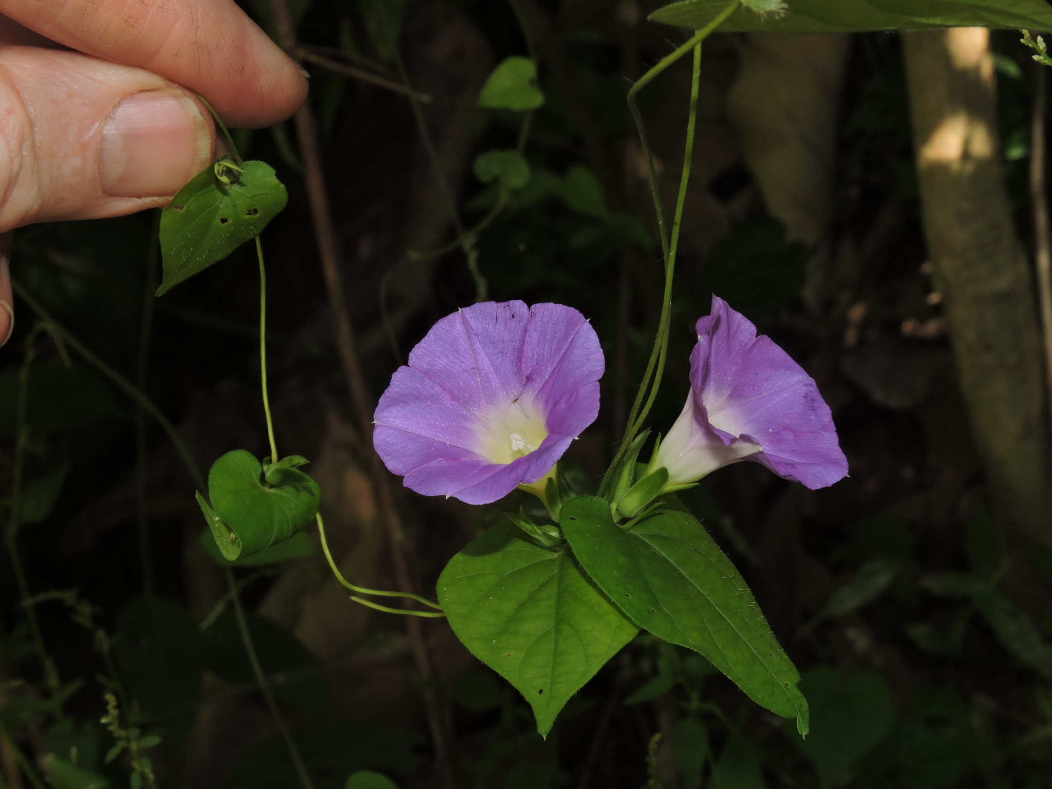 Ipomoea meyeri