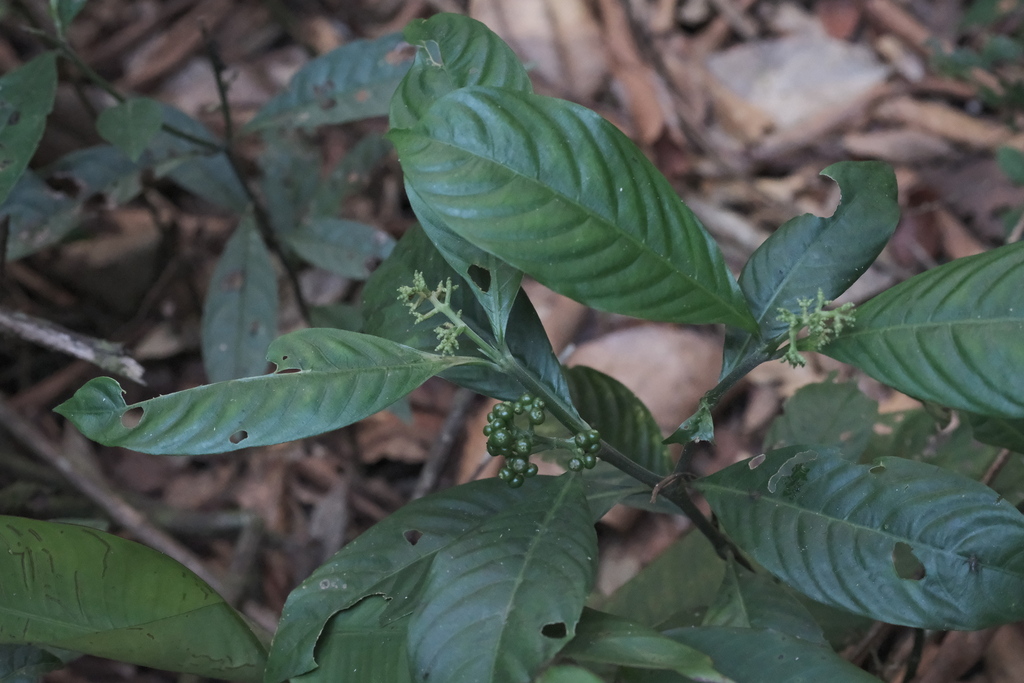 Palicourea racemosa; photograph (c) fmunoz, some rights reserved (CC BY)
