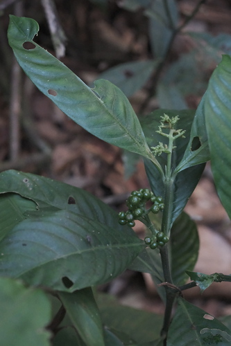 Palicourea racemosa, photograph 6