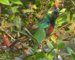 Forest Double-Collared Sunbird photo 5