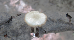 Pluteus semibulbosus