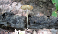 Pluteus semibulbosus