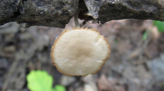 Pluteus semibulbosus