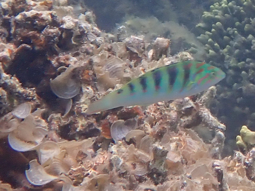 Thalassoma hardwicke observed 2025-12-12