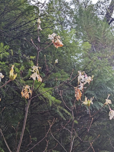 Western Azalea winter