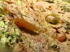 Cochleoceps orientalis
