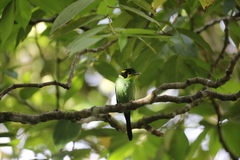 Psarisomus dalhousiae