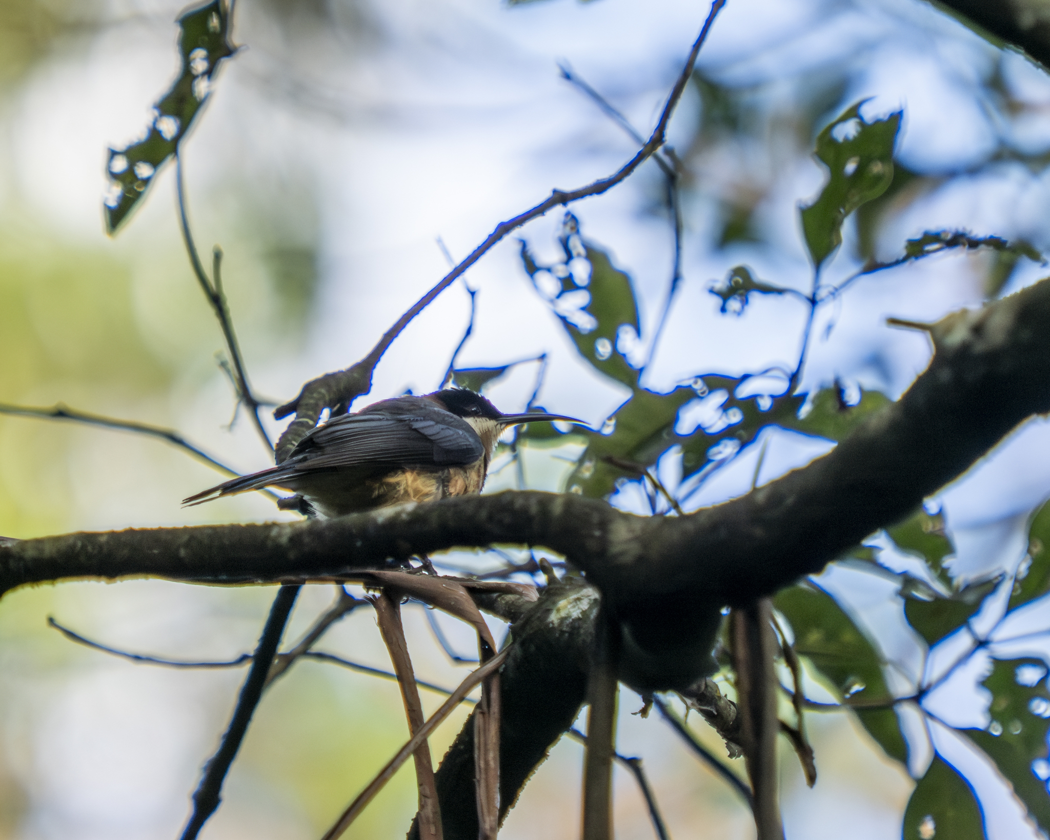 Acanthorhynchus tenuirostris (Latham, 1801)