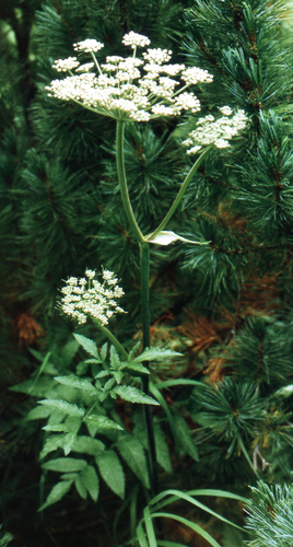 Kneeling Angelica (Angelica genuflexa)