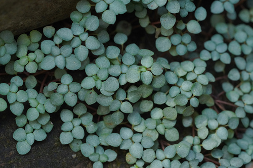 Aluminium plant (Pilea libanensis)
