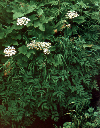 Angelica genuflexa, photograph 2