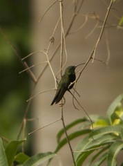 Anthracothorax dominicus