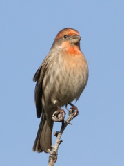 Haemorhous mexicanus