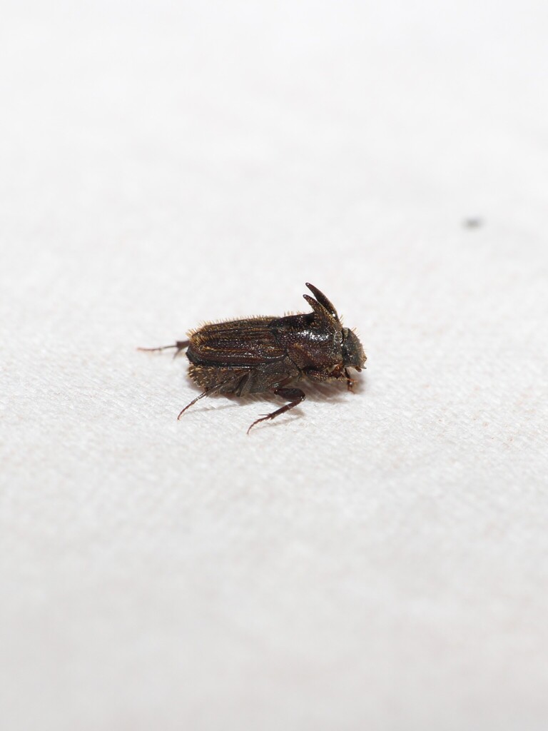 Tibiodrepanus