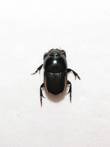 Oniticellus cinctus