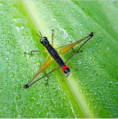 Paramastax duquei