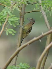 Melanerpes striatus