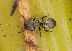 Cephalotes cristatus