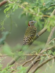 Melanerpes striatus