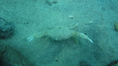Liocarcinus depurator