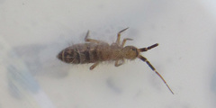 Orchesella multifasciata