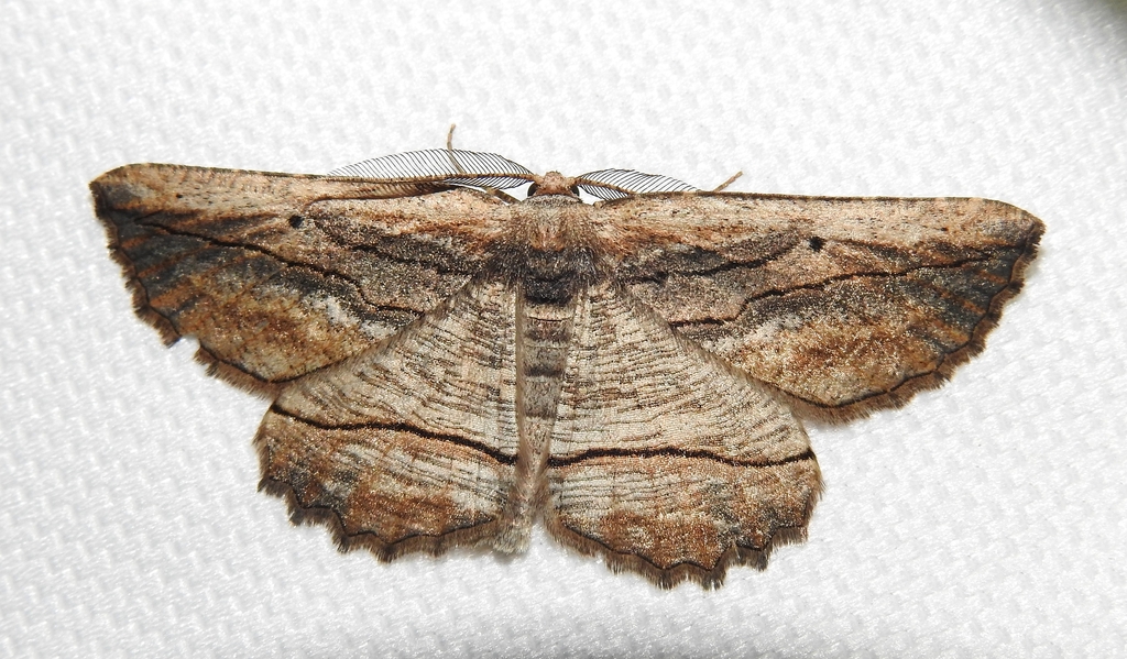 Menophra nycthemeraria
