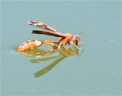 Belonogaster lateritia