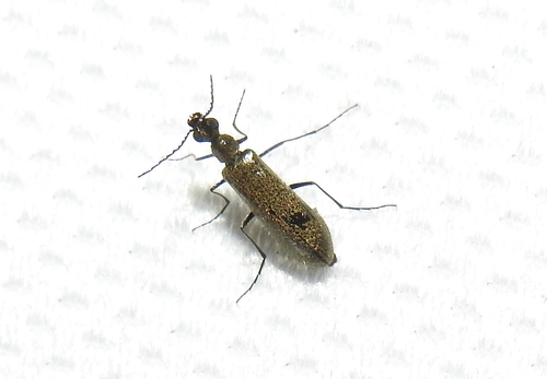 Dasytes subaeneus