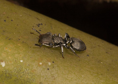 Cephalotes cristatus