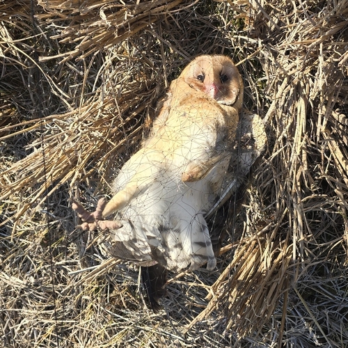 Australasian Grass-Owl