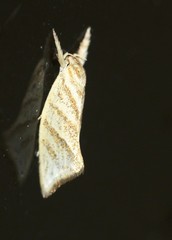 Lepidotarsa pentascia