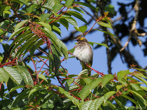 Orange-spotted Bulbul (Pycnonotus bimaculatus), photo 7