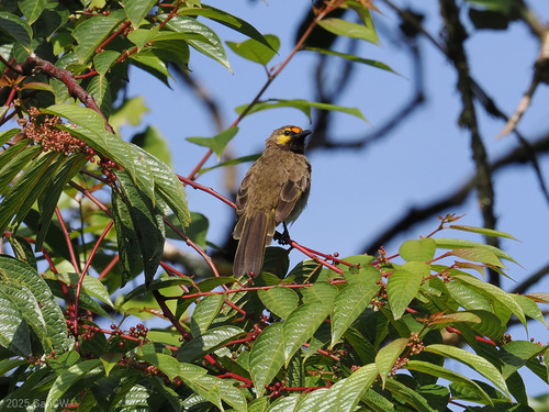 Orange-spotted Bulbul (Pycnonotus bimaculatus), photo 8