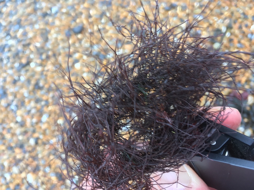 red algae from The White Cliffs of Dover, Dover, England, GB on January ...