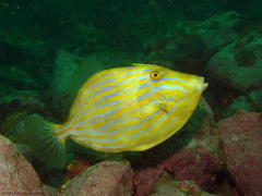 Eubalichthys mosaicus