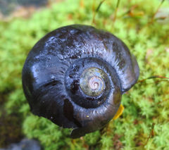 Powelliphanta