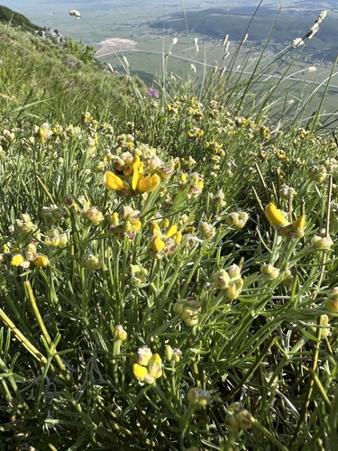 Twiggy Broom (Genista radiata)
