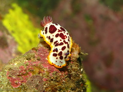 Goniobranchus splendidus