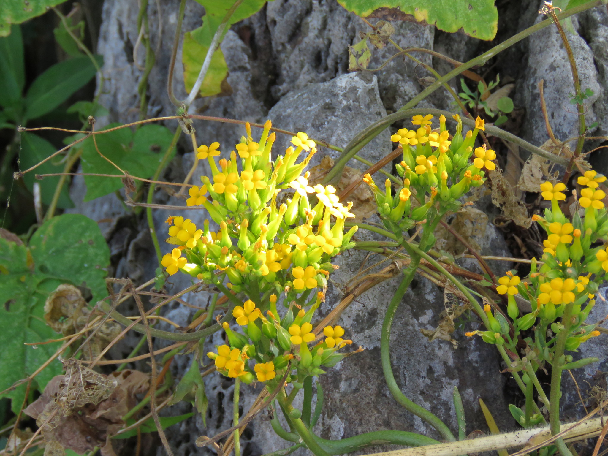 Imagem de Flor da fortuna
