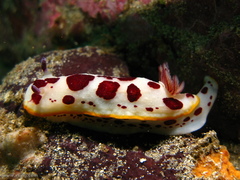Goniobranchus splendidus