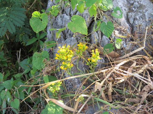 Foto de Flor da fortuna