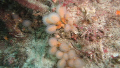 Aplidium punctum